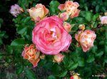 DSCF5267.JPG