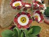 Primula%20auricula%20Greta.jpg