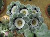 Primula%20auricula%20Silverway.jpg