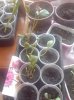 DSC02506.JPG