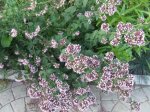 DSCF5583.JPG