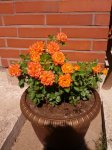 IMG_20130716_155904.jpg