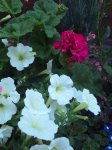 DSC02770.JPG