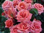DSC01610.JPG