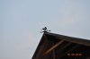 DSC_0141.jpg