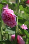 IMG_4624.JPG