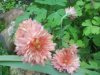 DSC00394.JPG