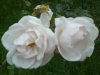 DSC00410.JPG
