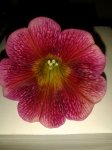 20150618_203811.jpg
