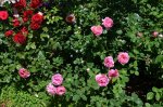 DSC_0018.JPG