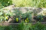 DSC07803.JPG
