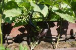 DSC07808.JPG