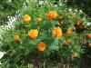 DSCF9366.JPG