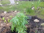 бархатцы на улице24-04-16.jpeg