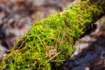IMG_5257.jpg