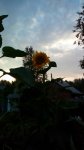 P_20160727_195939.jpg