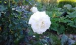 IMG_20160908_181455.jpg