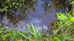 P_20160608_171350.jpg