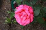IMG_7256.JPG