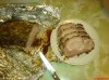 DSC00814.jpg