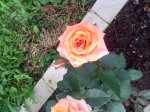 IMG_20160727_185402.jpg