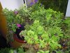 DSCN5982.JPG