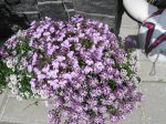IMG_2031.JPG