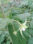 IMG_20170811_080636.jpg