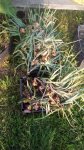 IMG_20170803_191528.jpg