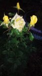 IMG_20170926_191805.jpg