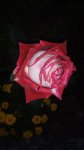 IMG_20170926_191825.jpg