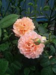 20170814_195411.jpg