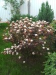 IMG_20180517_191255.jpg