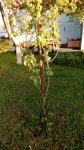 IMG_20180602_200307.jpg