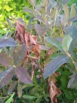 IMG_20180619_134931.jpg