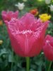 Тюльпан 7.28. Бургунди Лейс.jpg