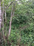 IMG_0790.jpg