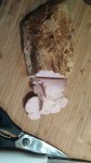 IMG-20190301-WA0007.jpeg
