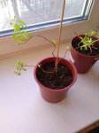 P_20200404_173031.jpg