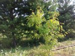 IMG_20200812_182914.jpg