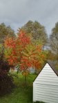 IMG_20201008_094246.jpg