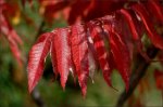 DSC_9974.JPG