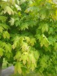 IMG_20210523_181541.jpg