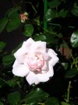 DSCF6307.JPG
