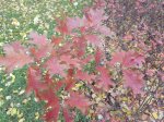 DSC02176.JPG