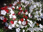 IMG_20220806_094928.jpg