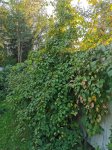 IMG_20220909_181428.jpg
