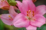 DSC_7116.JPG