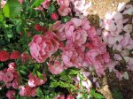 DSCN4150.JPG
