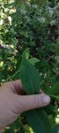 IMG_20240610_175032.jpg